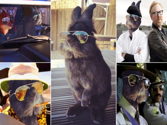 Top Bun, el conejo que conquista Facebook