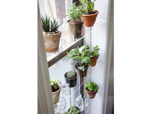 Ideas para decorar con plantas