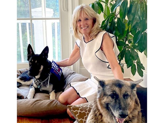 Major y Champ son los dos pastores alemanes que los Biden llevarán en enero próximo a la Casa Blanca. La nueva pareja de mascotas presidenciales ya se identifica en redes sociales como DOTUS (Dogs Of The United States)