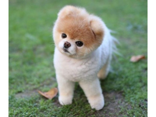 Este animalito es considerado como hipoalergénico, es decir, su cabello no te producirá alergias.