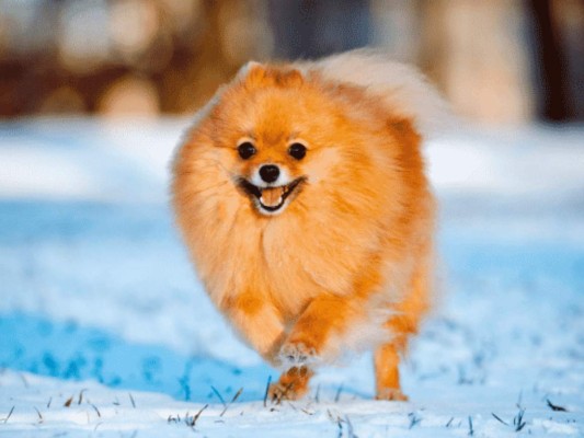 Cuida mucho sus patitas. Evita que camine por lugares en donde sus uñas se puedan desgastar. Revísalo siempre y córtalas si están muy largas.