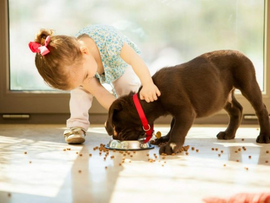 Las mascotas ideales para los niños