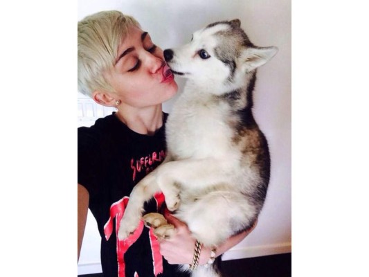 Miley Cyrus, es bien apegada a su perro Floyd, un husky siberiano miniatura, ahora tiene un nuevo perrito llamado Milky que se une al clan de mascotas de Cyrus que lo conforman: su cerdito Bubba Sue, su gato, Lilo y sus otros perros Bean y Emu.