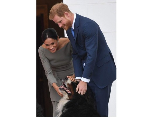 El más reciente miembro en Kensington, es un labrador que fue adoptado por Meghan Markle en un centro de cachorros de Los Ángeles. La pareja real mencionó que algún día tendrán hijos, pero por los momentos han decidido ampliar la familia adoptando mascotas.