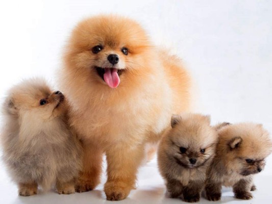 La raza mini o toy también es conocida como Deutscher Zwergspitz, Pomerania, Lulú de Pomerania, Spitz enano o Deutscher.