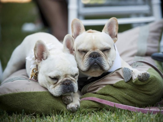 Perros, protagonistas de las bodas