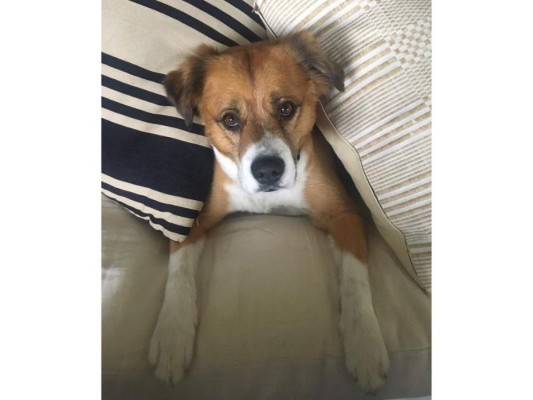 Los cibernautas al darse cuenta que el intérprete había adoptado una mascota perruna, empezaron a darle muchas sugerencias sobre posibles nombres. Sin embargo, el elegido fue Dodger, en honor a un buen amigo, que ya falleció.