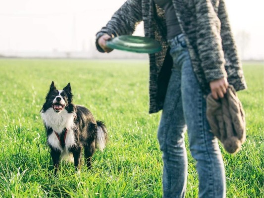 Consejos para alargar la vida de tu perro