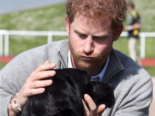 12. Poco después de casarse, el Duque y la Duquesa de Sussex dieron la bienvenida a un labrador negro rescatado en su casa. Hasta el momento, el nombre del perro ha sido un misterio. Pero los autores revelan que el nombre del cachorro de alta energía es Pula, el nombre de la moneda oficial de Botswana, el país de África donde Harry llevó a Meghan cuando comenzaron a salir.