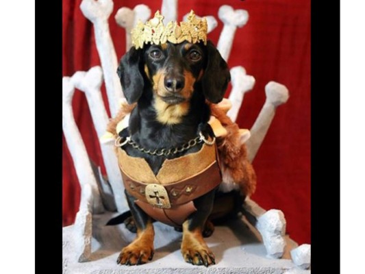 Crusoe, The Celebrity Daschund, es un gracioso perrito salchicha que recrea escenas de Game of Thrones y otras series. Se hizo famoso por aparecer en The Ellen Show durante el Superbowl
