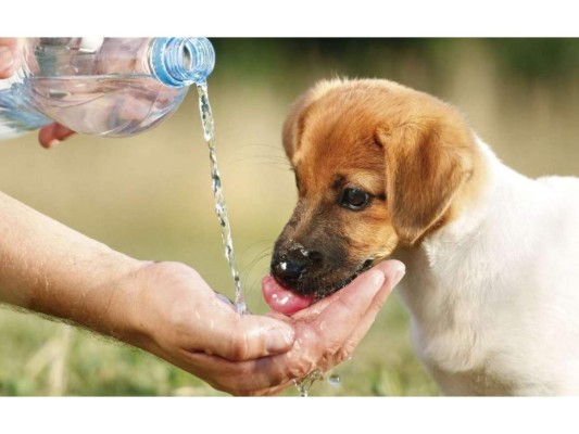 Síntomas y prevención del golpe de calor en los perros
