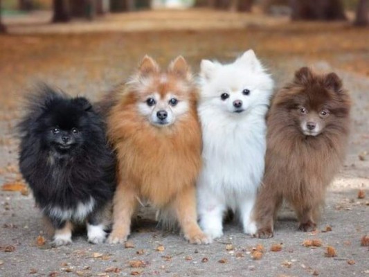 El tamaño que conocemos del toy es de 22 centímetros y tiene un peso de 1,8 y 2,5 kilogramos. Su cuerpo es bastante pequeño, mas posee un pelaje largo y lacio de color negro, café, blanco, naranja o grisáceo. ¿De qué color es el tuyo?