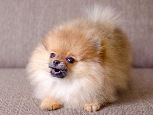 ¡Precaución! A pesar de que podemos verlo como un perro bastante activo, este tiene un temperamento muy reservado por lo que al inicio suele ser desconfiado y hasta un tanto agresivo con los desconocidos, por lo tanto debes de darle una educación desde muy pequeño para evitar los incidentes.