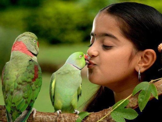 Las personas alegres prefieren tener como mascotas a los loros pues escucharlos cantar les recuerda lo maravilloso que es ver un día empezar o un atardecer. Además de que no requieren muchos cuidados y otorgan grandes recompensas.