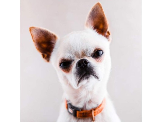 Te presentamos a las razas de perros que muchos consideran enojones y gruñones. Cabe destacar que para evitar que se porte mal, sea agresivo o enojón, la solución es entrenamiento, disciplina y límites.