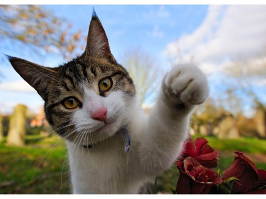 Todo lo que tienes que saber sobre las patitas de los gatos