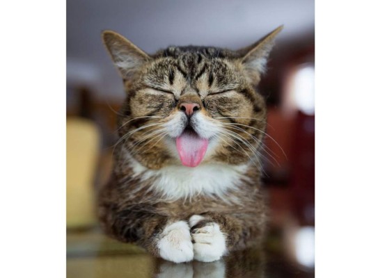 La lengua de los gatos está formada por diminutos ganchos que utilizan para atrapar y desgarrar el alimento.