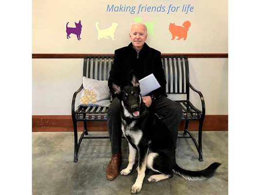 Major se convertirá en el primer perro rescatado en llegar a la Casa Blanca, 'esperamos sinceramente que su historia resalte la importancia de la adopción de animales e inspire a las personas de esta gran nación', manifestó a través de sus redes la Delaware Hummane Association.
