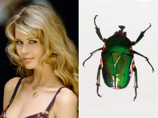 Claudia Schiffer. La modelo alemana tiene una colección de mil insectos disecados.