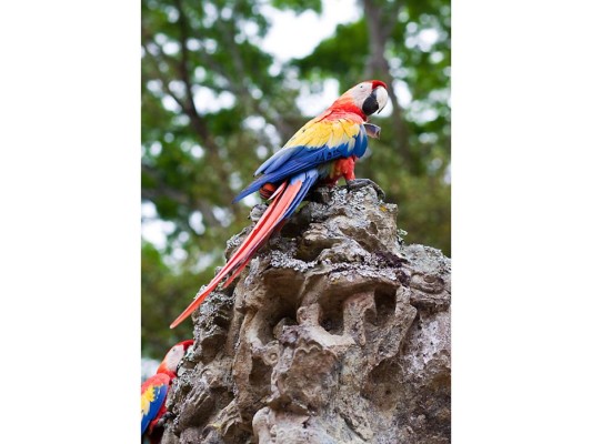 LAS IMPONENTES GUACAMAYAS. Mientras recorres la ciudadela escucharás los sonidos inconfundibles de las guacamayas, que circulan libremente por las ruinas o aguardan entre los milenarios ceibos. Los mayas veneraban esta colorida ave que se ve representada en el campo de pelota, cuidadosamente decorado con marcadores que representan las guacamayas.