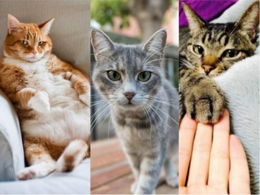 Día Internacional del Gato: conoce alguna de las curiosidades de estos felinos