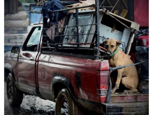 Mascotas rescatadas tras el paso del huracán Eta en Honduras