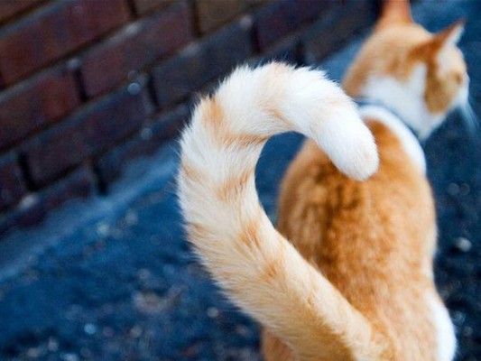 Su cola es un órgano esencial para su equilibrio, como una pértiga en manos de un equilibrista. Tienen la capacidad de saltar una distancia hasta siete veces su propia altura.