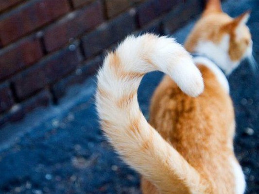 Día Internacional del Gato: conoce alguna de las curiosidades de estos felinos