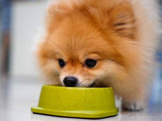 Cuando de alimentación se trata, tenemos que tomar en cuenta que estos, al ser de bajo volumen, tienen un estómago diminuto y poseen un metabolismo bastante rápido, por lo que necesitan una proporción adecuada entre calorías y proteínas.