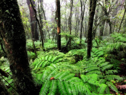14. Excursión a La Tigra. Prepara tus zapatillas deportivas, bloqueador, mochila y suficiente agua. Nos vamos de excursión a La Tigra, a poco menos de una hora desde Tegucigalpa. Un paseo por los casi 7 kilómetros de bosque nublado del parque llenará de aire fresco tus pulmones y sin duda conseguirás las mejores fotos. Elige entre cualquiera de los senderos bien señalizados, cada uno con diferentes grados de dificultad. Disfrutarás descubriendo bromelias, fauna, árboles gigantescos y centenarios que acogen más de 200 especies de aves.