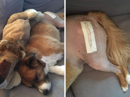 El cachorro tuvo que someterse a cirugía y actor compartió en sus redes sociales las fotografías del proceso. “¡Reemplazo de cadena #2 completado! Qué soldado. Estará de vuelta en acción en nada de tiempo. Ayer mientras estaba en cirugía, también lo estaba su león favorito. Nunca he cosido nada antes, pero estoy muy orgulloso de mi trabajo. Ambos se están recuperando felizmente en compañía del otro''.