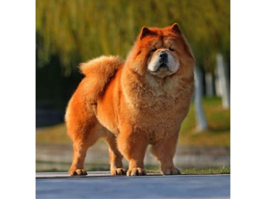 6. Chow chow.