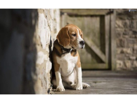 Un número desconocido de perros, gatos y otros animales fueron rescatados en los departamentos afectados por el huracán; esta acción fue realizada por muchas personas particulares de buen corazón, además de las instituciones gubernamentales que participaron en el rescate de personas y que no los dejaron abandonados en plana catástrofe natural a los animales que encontraban en su camino. Aquí te dejamos algunas fotografías que, seguramente, te calentarán el corazón.