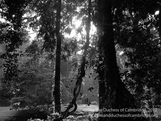 William y Kate estrenan página web