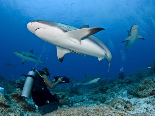 1. Buceo en Utila, orgullo nacional. Utila está de moda. Este paraíso terrenal locali-zado en el norte del caribe hondureño es el santuario de menor extensión que confor-ma las Islas de la Bahía, pero sus playas de ensueño con aguas color turquesa, abun-dante vida marina y colorido arrecife co-ralino, la han hecho acreedora del título del mejor lugar del mundo para bucear, se-gún la ONU.