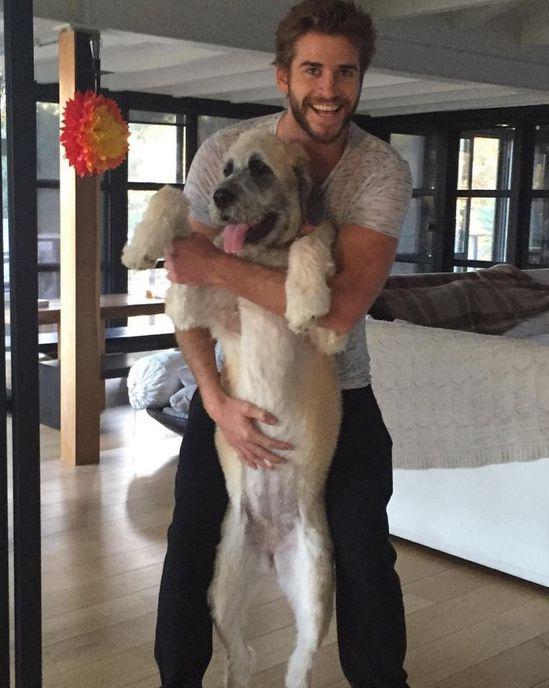 <b>Liam Hemsworth</b>En el 2015 el actor decidió convertirse al veganismo por salud y amor a los animales. En el 2017 PETA lo nombró como la “la celebridad vegana más sexy de Australia”.
