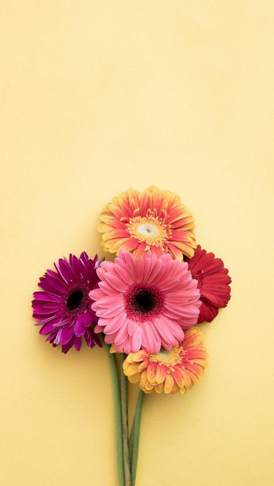 Lass gerberas. Son flores que aman el sol, por lo que esto hace pensar que su significado tiene mucho que ver la alegría, juventud, felicidad, intensisas, simpátia y sentimientos positivos. 