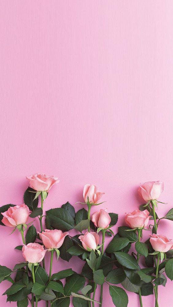 Rosas rosa. Se vincule también con los sentimientos de cariño, amor, generosidad y con la amabilidad.
