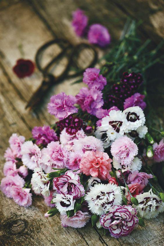 Los claveles son una de las flores clásicas y son conocidos también como” flor del amor”