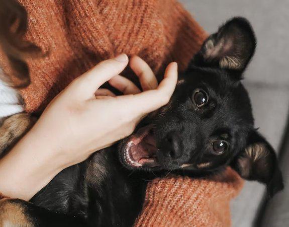 Siguiendo estos cuidados básicos, puedes contribuir significativamente a la salud de tu perro, permitiéndole disfrutar de una vida plena y feliz a tu lado. Recuerda que cada perro es único, así que adapta estos cuidados a las necesidades individuales de tu compañero canino y consulta con un veterinario ante cualquier preocupación.