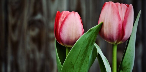 ¿Qué dice tu flor favorita sobre tu personalidad?