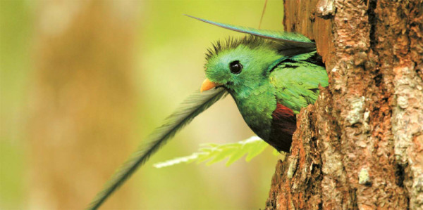 El Quetzal. El ave más bella de América y que se encuentra en el Parque Nacional Cusuco (Omoa)