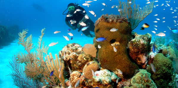 Las Islas de la Bahía cuenta con el segundo arrecife coralino más grande del mundo