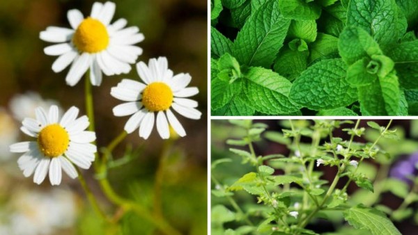Para los amantes del te es esencial tener tú te favorito a la mano, y que mejor forma de crecerlo en tu jardín. Algunas plantas con las que puedes probar son: manzanilla, menta, o hoja de limón.