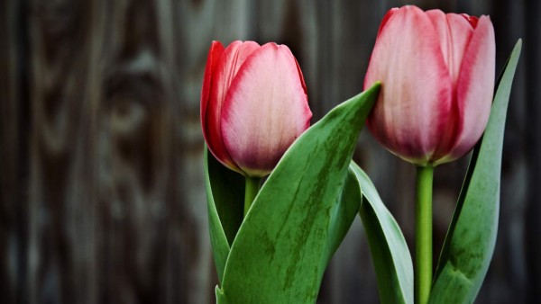 ¿Qué dice tu flor favorita sobre tu personalidad?