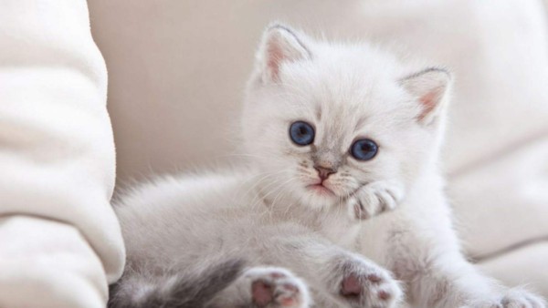 Existen más de 500 millones de gatos domésticos con 40 razas distintas.