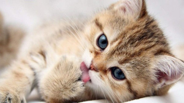 10 datos curiosos sobre los gatos