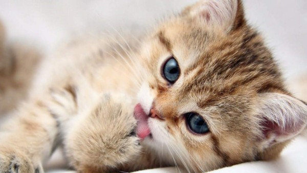 Los gatos tienen 230 huesos en el cuerpo. Una persona 206. <br/>Un gato no tiene clavícula por eso cabe por cualquier lugar que sea del tamaño de su cabeza.