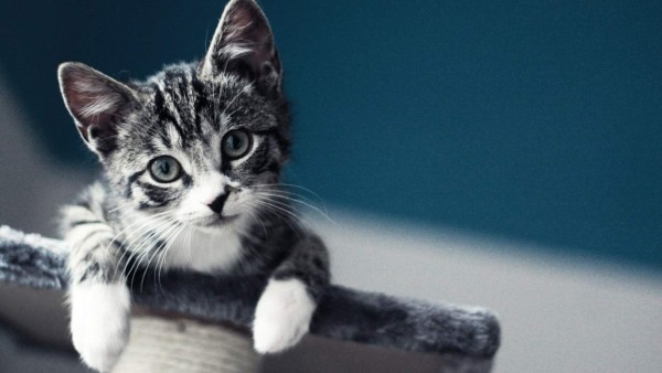 10 datos curiosos sobre los gatos