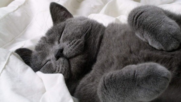 Los gatos pasan 2/3 de su día dormidos, y el resto despiertos acicalándose.